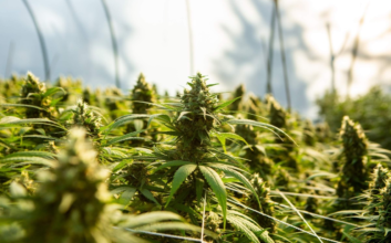 5 Facts You Must Know About The CBD Flower & Strain Options