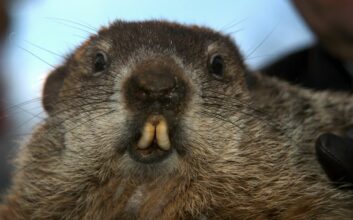 Groundhog Day: What Do Groundhogs Like, And Where Does Pineapple Grow?