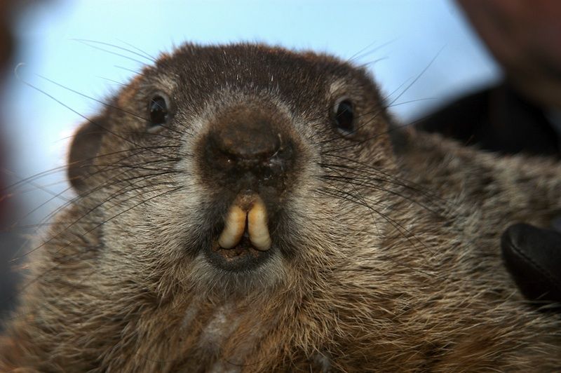 Groundhog Day: What Do Groundhogs Like, And Where Does Pineapple Grow?