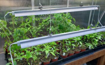 The Most Affordable and Effective Option for a Grow Light