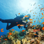 Find the Best Scuba Diving Charters Near Me in Key West