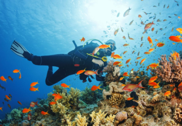 Find the Best Scuba Diving Charters Near Me in Key West