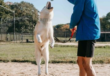 Dogs Into a Thriving Business