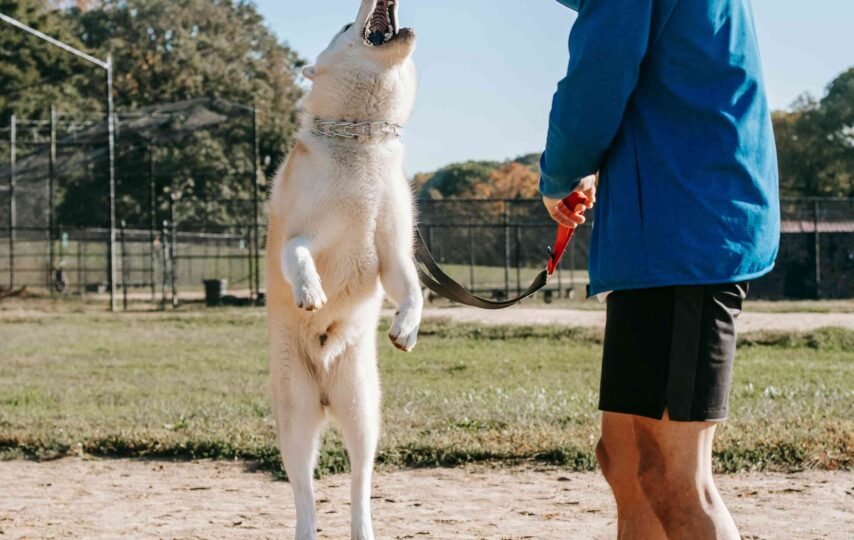 Dogs Into a Thriving Business